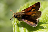2012/05/16,18 Shrewsbury Bugs