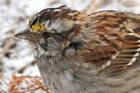 Molting White-throated Sparrow