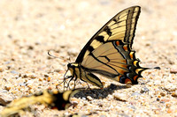 Canadian Tiger Swallowtail (Papilo canadensis)