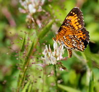 Harris's Checkerspot Butterfly (Chlosyne harrisii)