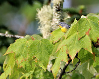 Juvenile Magnolia Warbler