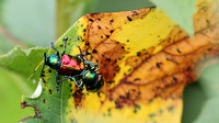 Mating Dogbane Beetles (Chrysochus auratus)