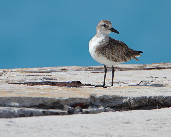 Black-bellied Plover