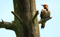 Northern Flicker