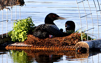 Common Loon with Hatchling ... First Feeding