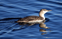 Red-throated Loon, Winter Plumage