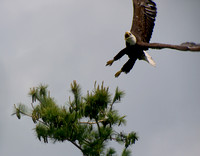 Bald Eagle Takes Flight