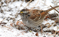 Molting White-throated Sparrow