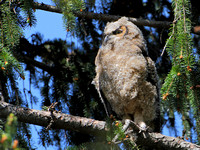 Great Horned Owlet (Bubo virginianus)