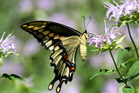 Giant Swallowtail (Papilio cresphontes)
