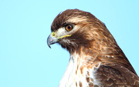 Red-tailed Hawk (Head Detail)