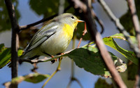 Northern Parula (first year)