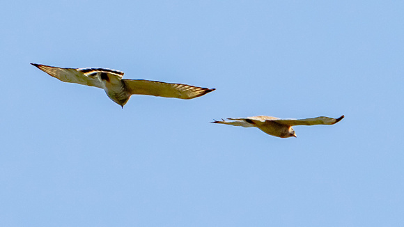 Broad-winged Hawk (Buteo platypterus), light adult, with Unknown Hawk