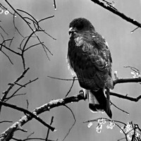 White-tailed Hawk (Black & White, 1x1)
