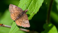 Dreamy Duskywing Butterfly (Erynnis icelus)
