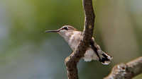 Ruby-throated Hummingbird ... Fledgling