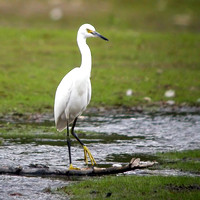 Snowy Egret