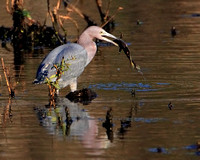 Little Blue Heron with Frog
