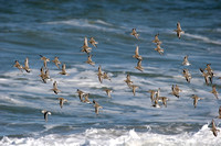 Flurry of Dunlin with one Sanderling