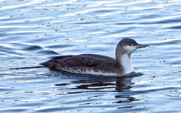 Red-throated Loon, Winter Plumage
