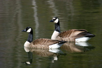 Alternate Plumage Canada Goose