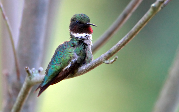 Ruby-throated Hummingbird (16x10)