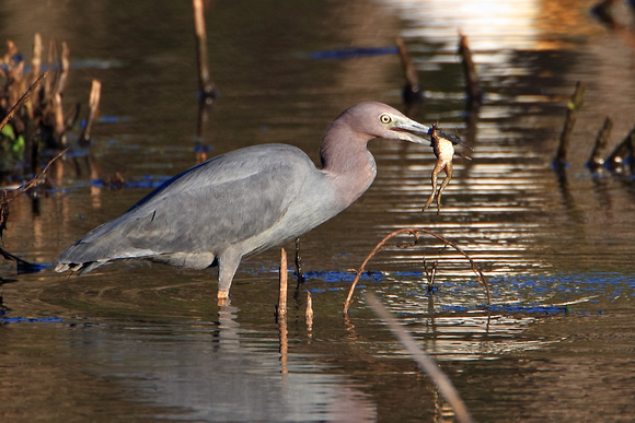 Little Blue Heron with Another Frog