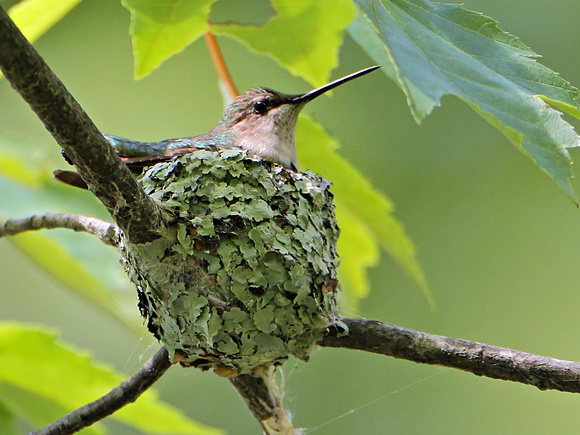 Ruby-Throated Hummingbird (Archilochus colubris), female, at its nest, tending young