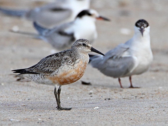 Red Knot with Common Terns