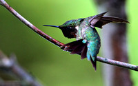 Ruby Throated Hummingbird (16x10)