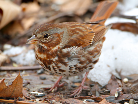 Fox Sparrow (Red)