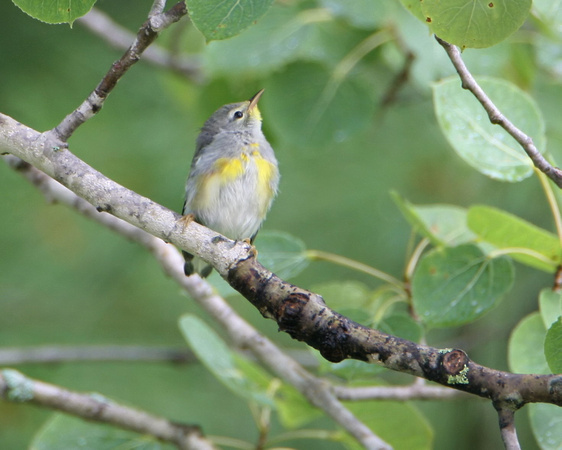 Bruce deGraaf | 2006/07/10-14 Roxbury Pond, ME | Juvenile Northern ...